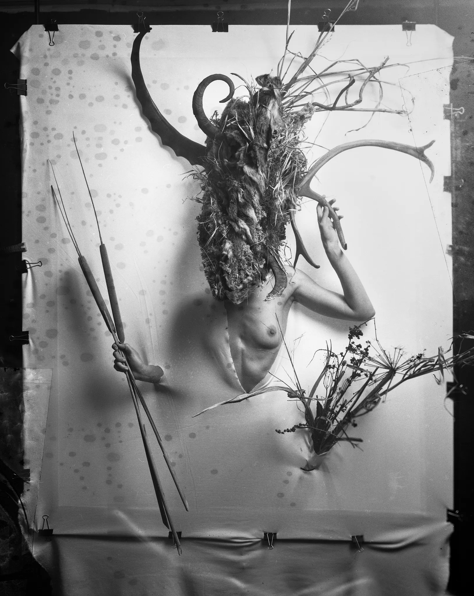 Dàli breaks through a torn cloth backdrop, holding reeds and wild flowers, in black and white.